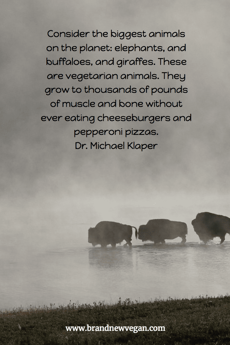 Buffaloes Are Vegetarian