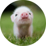 cute pig