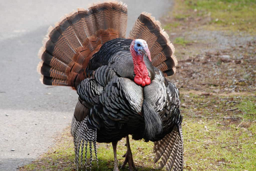 vegan thanksgiving