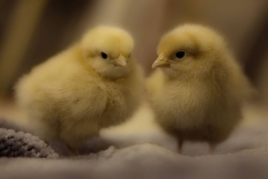 Photo by Kevin Cortopassi courtesy of Flickr