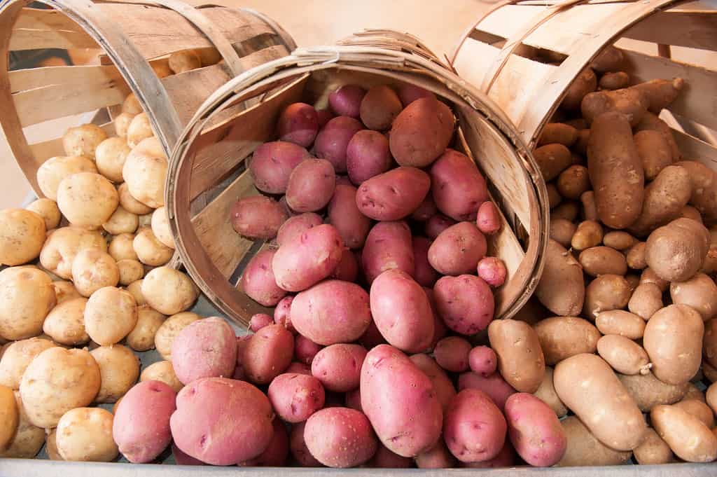 How to Store Potatoes 