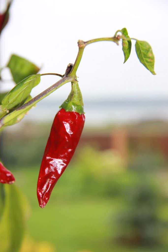 Red Chile hanging on a plant